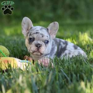 Petunia, French Bulldog Puppy
